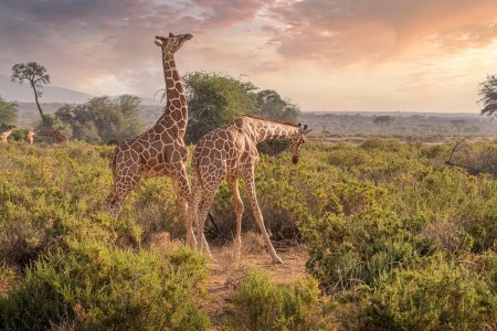 Kenya – un’esperienza tra safari e relax – dal 26 Ottobre al 03 Novembre 2024